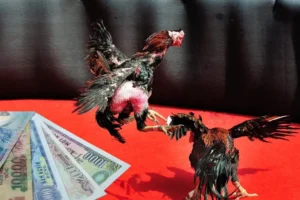 Cách Chơi Đá Gà Sabong Tại U888 Chuẩn Xác Và Hiểu Quy Tắc Cá Cược